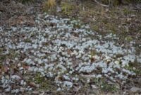 新城市セツブンソウ自生地