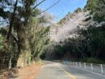 国坂峠の山桜