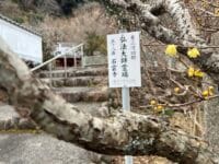 蝋梅と弘法大師霊場