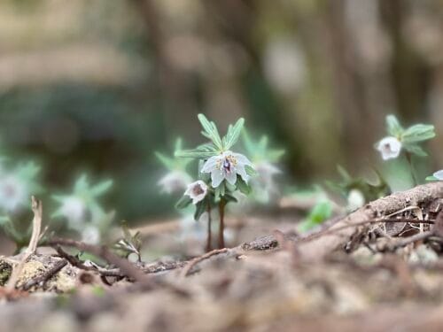 セツブンソウ・石雲寺