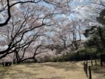 穴観音公園のコヒガンザクラ