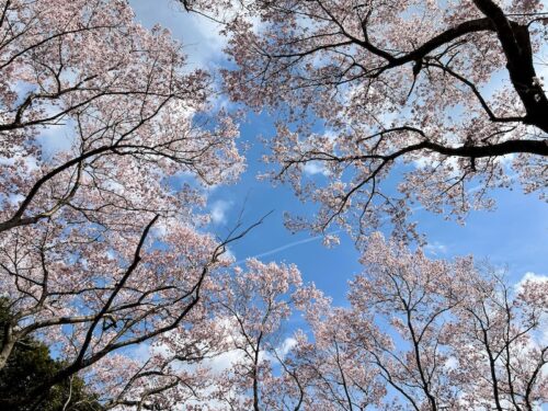穴観音公園のコヒガンザクラ：古墳に咲く早春の祈り