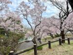 穴観音公園のコヒガンザクラ