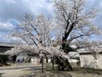 長福寺のヤマザクラ