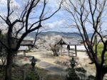 長福寺のヤマザクラ