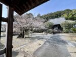 長福寺のヤマザクラ 山門から