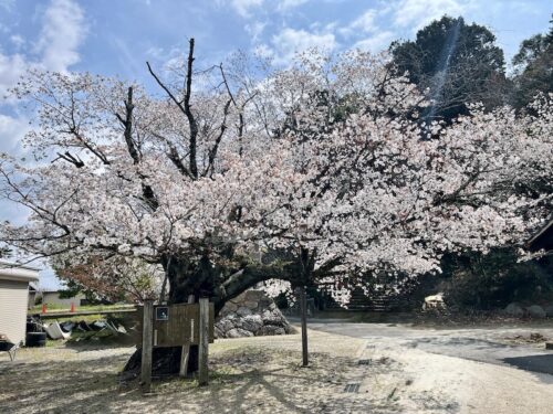 長福寺のヤマザクラ：赤坂宿の歴史を見守る巨樹の彩り