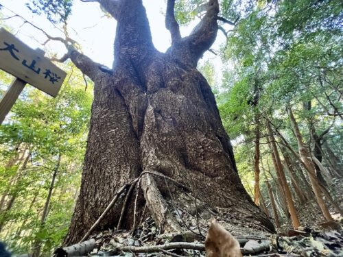 蒲郡・五井山に息づく巨木「五井の大山桜」を訪ねて