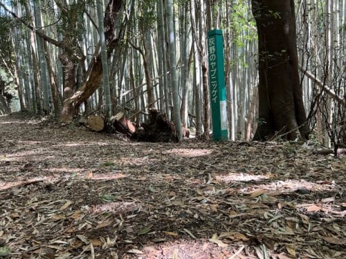 灰野のヤブニッケイ