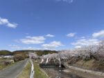 拾石川の桜並木