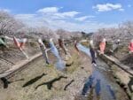 拾石川の桜並木