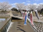拾石川の桜と鯉のぼり