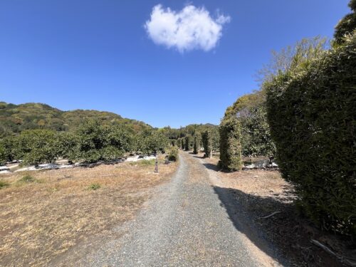 弥勒寺跡（みろくじあと）