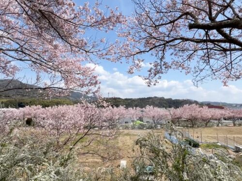 豊川・長沢のコヒガンザクラとユキヤナギ