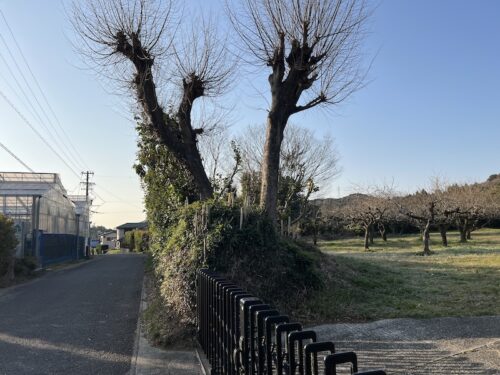 大沢城跡：東三河に根を下ろした波多野氏の拠点