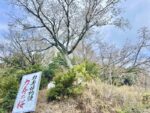 力寿の碑と力寿の桜