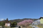 尺地川の河津桜