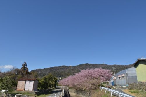 蒲郡・尺地川の河津桜：清流を彩る早春の風景