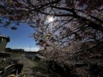 尺地川の河津桜