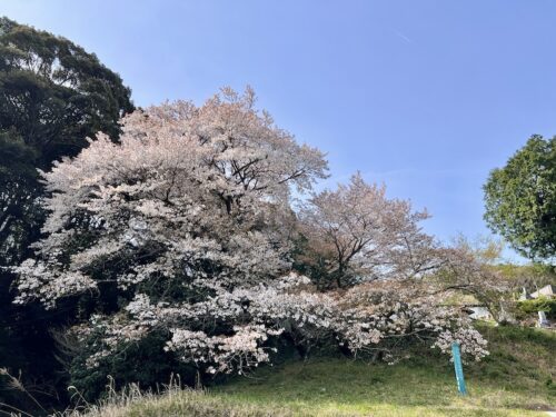 松沢寺：ヤマザクラの名所、御津町金野の古刹