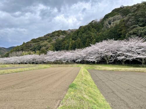 豊川市萩町・山陰川の桜並木
