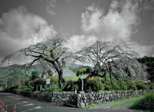 宝円寺のシダレザクラ：街道一の銘木が彩る山里の春