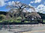 宝円寺のシダレザクラ