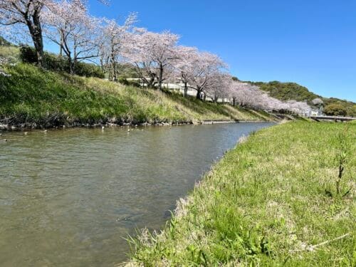 国府の桜並木：静寂に包まれる桜の隠れ家