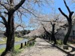 国府の桜並木