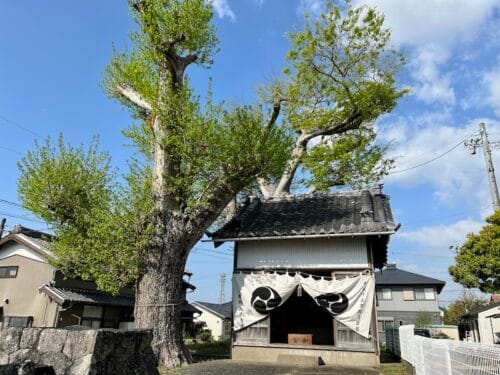 小坂井の若宮社、風祭りの神輿を迎える御旅所