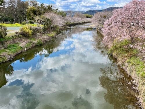 音羽川の桜：歴史と風情が息づく桜のプロムナード
