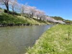 音羽川の桜　岡本橋下流
