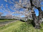 音羽川の桜　旧御油橋