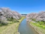 音羽川の桜　五反橋から