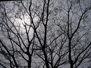 田原駅近く、木の枝から見える太陽