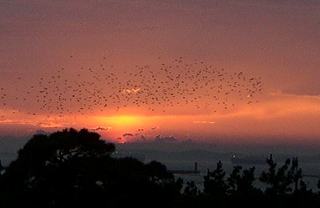 三河湾に沈む夕陽の拡大画像