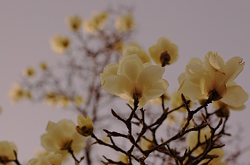 白木蓮の花
