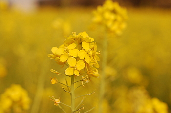 伊良湖岬の菜の花