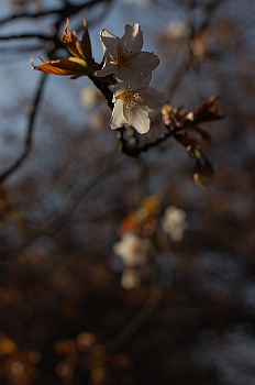 桜そろそろ八分咲き