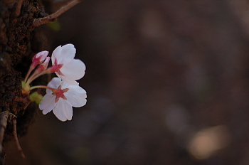 桜　ポロメリア、4月の風