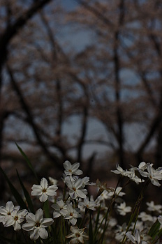 春の花(1)
