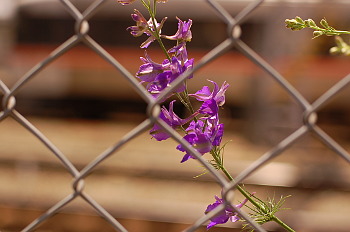 フェンスの向こう紫の花