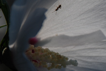 白い花に這う蟻