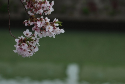 柳生町、柳生川沿いに咲く桜