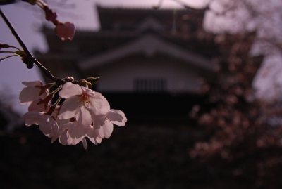 吉田城の桜