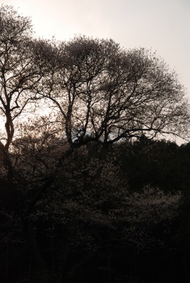 吉祥桜（さくら2012年）