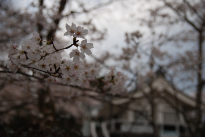 長篠城跡の桜（さくら2012年）