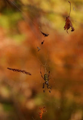 蜘蛛の糸、普門寺の紅葉（紅葉２０１２年）